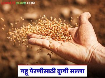 अजून गहू पेरला नाही, आता गहू पेरत असाल तर या गोष्टी लक्षात ठेवा, वाचा सविस्तर  - Marathi News | Latest news agriculture news gahu perani Wheat can be sown by December 15 | Latest News at Lokmat.com