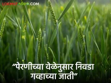 Wheat Farming : पेरणीच्या वेळेनुसार गव्हाच्या कोणत्या जातींची निवड कराल? जाणून घ्या सविस्तर - Marathi News | Latest News Wheat Farming Which varieties of wheat to choose according to sowing time Know in detail | Latest News at Lokmat.com