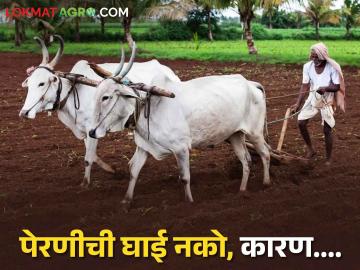 Weather Update : पेरणीची घाई नको, रोहिणी नक्षत्राचे वाहन उंदीर ओकणार आग? वाचा सविस्तर  - Marathi News | Latest News first rain constellation in weather forecast is Rohini Nakshatra check here | Latest News at Lokmat.com