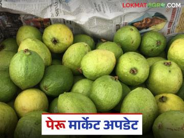 Peru Bajar Bhav : सोलापूर बाजार समितीमध्ये २२८ क्विंटल पेरुची आवक; कसा मिळाला दर? - Marathi News | Peru Bajar Bhav : 228 quintals of Peru arrived in Solapur Market Committee; How did you get the price? | Latest News at Lokmat.com