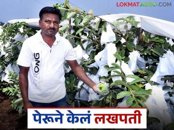 २० गुंठ्याच्या पेरू लागवडीतूनही होता येतंय लखपती; तरुण शेतकरी विक्रमची यशकथा - Marathi News | You can become a millionaire even by cultivating Peru guava in 20 guntas; Success story of young farmer Vikram | Latest News at Lokmat.com