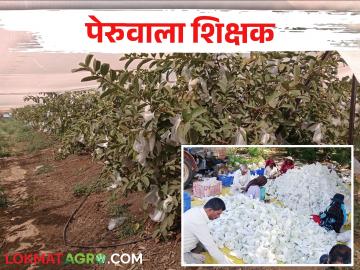 शिक्षक पदाला रामराम केला, पेरूमधून मालामाल झाला - Marathi News | The teacher's came in farming; get good income from guava fruit orchard | Latest News at Lokmat.com