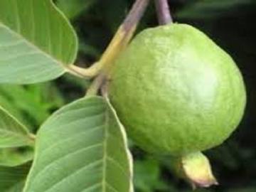 फळबागेचा केला अंगीकार; भंडारा जिल्ह्यातील शेतकरी मालामाल - Marathi News | Bhandara district farmers are getting income from horticulture | Latest News at Lokmat.com