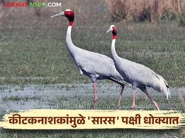 Pesticides Ban News : शेतकऱ्यांनो बंदी असलेल्या कीटकनाशकांचा वापर कराल तर? वाचा सविस्तर - Marathi News | Pesticides Ban News : farmers if your useing banned pesticides? Read in detail | Latest News at Lokmat.com