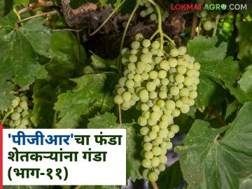 PGR in Grape : कृषी सल्लागार अन् पीजीआरला हवी कायद्याची चौकट - Marathi News | PGR in Grape : Agricultural consultants and PGR need a legal framework | Latest News at Lokmat.com PGR in Grape : कृषी सल्लागार अन् पीजीआरला हवी कायद्याची चौकट - Marathi News | PGR in Grape : Agricultural consultants and PGR need a legal framework | Latest News at Lokmat.com