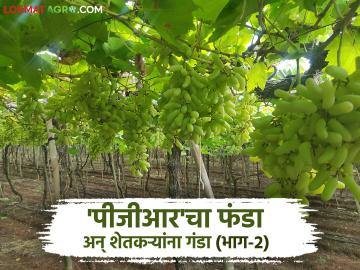शेतकऱ्यांच्या सल्लागारांना कंपनीकडून मिळते २० टक्के मलई; कशी पाहूया सविस्तर - Marathi News | Farmers advisors get 20 percent profit from the company; Let's see how in detail | Latest News at Lokmat.com