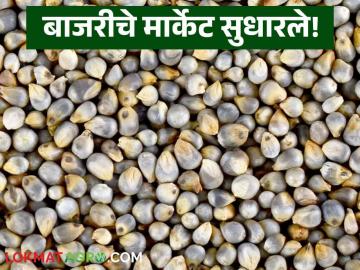 Bajari Market : चपातीपेक्षा भाकरीकडे कल, मार्केटमध्ये बाजरीचे दर कसे आहेत, वाचा सविस्तर - Marathi News | Latest News Bajari Market Rate Millet prices increased rapidly compared to wheat | Latest News at Lokmat.com Bajari Market : चपातीपेक्षा भाकरीकडे कल, मार्केटमध्ये बाजरीचे दर कसे आहेत, वाचा सविस्तर - Marathi News | Latest News Bajari Market Rate Millet prices increased rapidly compared to wheat | Latest News at Lokmat.com