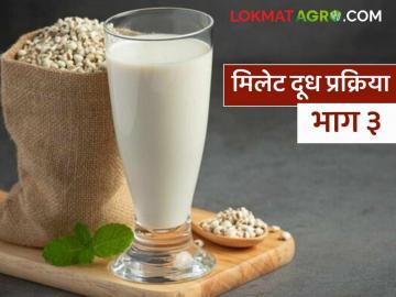Millet Milk : मिलेट मिल्क तयार करताना उकळवणे का महत्वाचे असते, जाणून घ्या सविस्तर - Marathi News | Latest news millet Milk recipe Why is boiling important when making millet milk Learn in detail | Latest News at Lokmat.com Millet Milk : मिलेट मिल्क तयार करताना उकळवणे का महत्वाचे असते, जाणून घ्या सविस्तर - Marathi News | Latest news millet Milk recipe Why is boiling important when making millet milk Learn in detail | Latest News at Lokmat.com