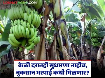 पाच महिन्यात केळीचे दर कसे घसरले पहा, तर दुसरीकडे नुकसान भरपाईची प्रतीक्षा - Marathi News | Latest News Bananas started ripening on tree due to rain, process of uploading compensation lists started | Latest News at Lokmat.com पाच महिन्यात केळीचे दर कसे घसरले पहा, तर दुसरीकडे नुकसान भरपाईची प्रतीक्षा - Marathi News | Latest News Bananas started ripening on tree due to rain, process of uploading compensation lists started | Latest News at Lokmat.com