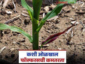 स्फुरद ह्या अन्नद्रव्याची कमतरता कशी ओळखायची? व त्यावर उपाय कसे करायचे? वाचा सविस्तर - Marathi News | How to identify phosphorus deficiency and how to treat it? Read in detail | Latest News at Lokmat.com