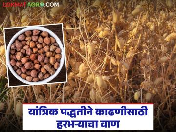 कंबाईन हार्वेस्टरने हरभऱ्याची काढणी करायचीय? कोणता वाण पेराल? वाचा सविस्तर - Marathi News | Should I harvest gram with a combine harvester? Which variety should I sow? Read in detail | Latest News at Lokmat.com कंबाईन हार्वेस्टरने हरभऱ्याची काढणी करायचीय? कोणता वाण पेराल? वाचा सविस्तर - Marathi News | Should I harvest gram with a combine harvester? Which variety should I sow? Read in detail | Latest News at Lokmat.com