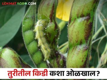 तूर पिकातील प्रमुख किडी आणि त्यांचा नुकसानीचा प्रकार - Marathi News | Major pests of tur pigeon pea crop and their types of damage | Latest News at Lokmat.com तूर पिकातील प्रमुख किडी आणि त्यांचा नुकसानीचा प्रकार - Marathi News | Major pests of tur pigeon pea crop and their types of damage | Latest News at Lokmat.com