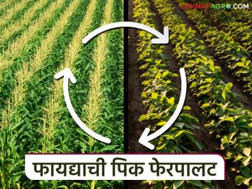 जमिनीचा बेवड चांगला येण्यासाठी खरीपात करा या पिक पद्धतीचा अवलंब; वाचा सविस्तर - Marathi News | Adopt this cropping system in Kharif to get better soil fertility; Read in detail | Latest News at Lokmat.com