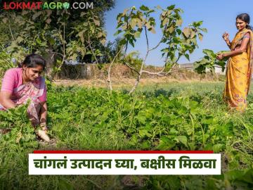 'या' पिकांचे उत्पादन घ्या अन् मिळवा 50 हजार रुपयांचे बक्षीस, राज्य सरकारची योजना - Marathi News | Latest News Produce jwari, kardai, gram crops and get reward of Rs 50 thousand state government's scheme | Latest News at Lokmat.com 'या' पिकांचे उत्पादन घ्या अन् मिळवा 50 हजार रुपयांचे बक्षीस, राज्य सरकारची योजना - Marathi News | Latest News Produce jwari, kardai, gram crops and get reward of Rs 50 thousand state government's scheme | Latest News at Lokmat.com