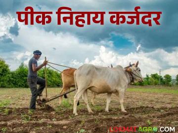Crop Loan : यंदाच्या हंगामात कुठल्या पिकाला सर्वाधिक कर्जदर, जाणून घ्या पीकनिहाय यादी  - Marathi News | latest News Crop Loan rates Which crop has highest loan rate, know the crop-wise list | Latest News at Lokmat.com