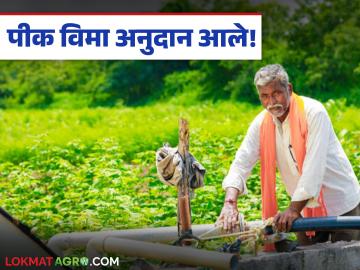 खरीप २०२४, रब्बी हंगाम २०२४-२५ पिक विमा मंजुरीचा शासन निर्णय आला, 'या' तारखेपासून पैसे वाटप - Marathi News | Latest news Pik Vima Government decision to approve crop insurance for Kharif 2024 and Rabi season 2024-25 | Latest News at Lokmat.com खरीप २०२४, रब्बी हंगाम २०२४-२५ पिक विमा मंजुरीचा शासन निर्णय आला, 'या' तारखेपासून पैसे वाटप - Marathi News | Latest news Pik Vima Government decision to approve crop insurance for Kharif 2024 and Rabi season 2024-25 | Latest News at Lokmat.com