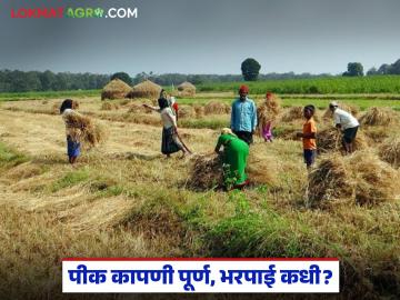 Pik Vima Yojana : पीक कापणी प्रयोग पूर्ण; परतावा देण्यास विमा कंपनीची टाळाटाळ वाचा सविस्तर - Marathi News | latest news Pik Vima Yojana: Crop harvesting experiment completed; Insurance company's reluctance to give refunds Read in detail | Latest News at Lokmat.com