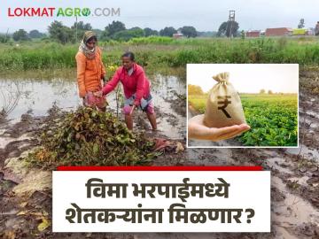 Agriculture News : नुकसान भरपाई पुरेशी नसून पीक विमा भरपाईसुद्धा मिळायला हवी, शेतकरी संकटात - Marathi News | Latest News Agriculture news Injustice in crop insurance compensation! Not even guaranteed price; farmers in crisis | Latest News at Lokmat.com Agriculture News : नुकसान भरपाई पुरेशी नसून पीक विमा भरपाईसुद्धा मिळायला हवी, शेतकरी संकटात - Marathi News | Latest News Agriculture news Injustice in crop insurance compensation! Not even guaranteed price; farmers in crisis | Latest News at Lokmat.com