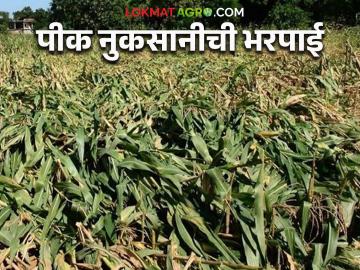 Agriculture News : हत्तींनी मक्याचे नुकसान केलं, वनविभागाने भरपाई दिली, वाचा सविस्तर  - Marathi News | Latest News Elephants damaged maize, Forest Department provided compensation to farmers, read in detail | Latest News at Lokmat.com