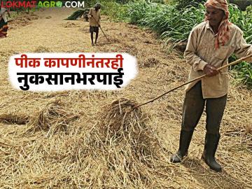 काढणी झालेल्या पिकांचीही नुकसान भरपाई मिळणार? प्रस्ताव देण्यासाठी मुख्यमंत्र्यांचे आदेश - Marathi News | Will there be compensation for the harvested crops? Chief Minister orders to submit a proposal | Latest News at Lokmat.com काढणी झालेल्या पिकांचीही नुकसान भरपाई मिळणार? प्रस्ताव देण्यासाठी मुख्यमंत्र्यांचे आदेश - Marathi News | Will there be compensation for the harvested crops? Chief Minister orders to submit a proposal | Latest News at Lokmat.com