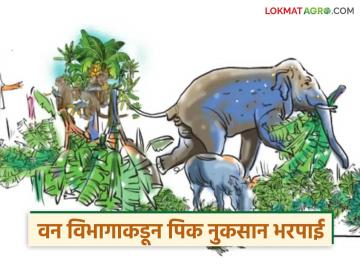 वन्यप्राण्यांकडून पिकांचे नुकसान झाले तर वन विभागाकडून कशी दिली जाते भरपाई? वाचा सविस्तर - Marathi News | How is compensation provided by the Forest Department if crops are damaged by wild animals? Read in detail | Latest News at Lokmat.com