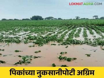 Crop Damage : मराठवाड्यात पिकांच्या नुकसानीपोटी शेतकऱ्यांना मिळणार अग्रिम; किती टक्के करण्यात आली तरतूद वाचा सविस्तर - Marathi News | Crop Damage: Farmers will get advance for crop damage in Marathwada; How much percentage provision has been made, read in detail | Latest News at Lokmat.com