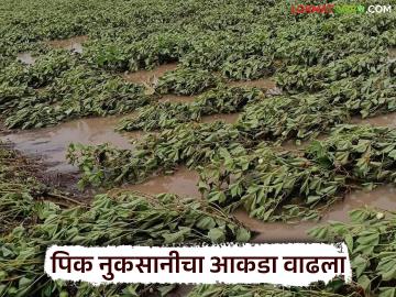 राज्यात गेल्या आठवडाभरात अतिवृष्टीमुळे झालेल्या पिक नुकसानीचा आकडा वाढला; सर्वाधिक नुकसान 'ह्या' जिल्ह्यात - Marathi News | The number of crop losses due to heavy rains in the state has increased in the last week; The highest loss was in 'Haya' district | Latest News at Lokmat.com