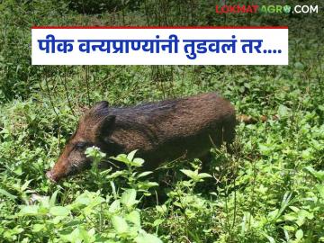 वन्यप्राण्यांनी शेतीचं नुकसान केल्यास मिळणार 50 हजारांपर्यंत भरपाई, वाचा सविस्तर  - Marathi News | Latest News wild animals damage agriculture, compensation of up to Rs 50 thausand will be given, read in detail | Latest News at Lokmat.com