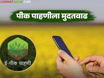 पीक पाहणीला पुन्हा एकदा मुदतवाढ; आता किती तारखेपर्यंत करू शकता पीक पाहणी? - Marathi News | Pik pahani deadline extended once again; Until what date can you conduct pik pahani now? | Latest News at Lokmat.com