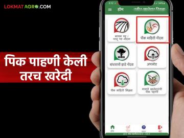 कडधान्य व तेलबियांची आधारभूत किंमतीनुसार खरेदी करण्यासाठी नाफेडने केले 'हे' महत्वाचे आवाहन - Marathi News | NAFED makes 'this' important appeal to purchase pulses and oilseeds at support price | Latest News at Lokmat.com