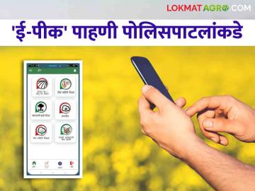E Pik Pahani : ई-पीक पाहणी नोंद करण्याची जबाबदारी आता पोलिसपाटलांकडे - Marathi News | E Pik Pahani : The responsibility of registering e-Pik pahani is now with the police patil | Latest News at Lokmat.com