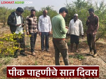 E Pik Pahani : रब्बी हंगामातील ई-पीक पाहणीसाठी उरले शेवटचे 7 दिवस, वाचा सविस्तर  - Marathi News | Latest News e pik pahani Last 7 days left for e-crop inspection of Rabi season, read in detail | Latest News at Lokmat.com