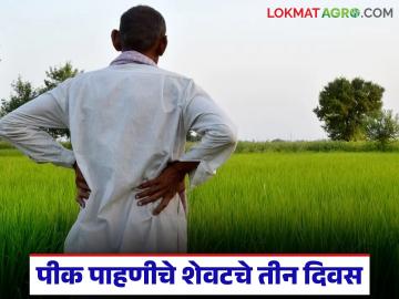 E Pik Pahani : ई पीक पाहणीचे शेवटचे तीन दिवस शिल्लक, नोंदणी न केल्यास काय होईल?  - Marathi News | Latest news Last three days left for e-Peak Survey, Farmers must complete the e-crop inspection by January 24th. | Latest News at Lokmat.com