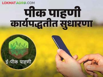 Pik Pahani : पीक पाहणी दरम्यान चूक झाली, घाबरू नका, अशी होणार दुरुस्ती  - Marathi News | Latest news Pik Pahani case of mistake during crop inspection, correction will be done | Latest News at Lokmat.com