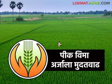 Pik Vima Yojana : पीक विमा अर्ज प्रक्रियेला मुदतवाढ, 'ही' आहे शेवटची तारीख, वाचा सविस्तर  - Marathi News | Latest News Pik Vima Yojana Crop insurance application process extended to 15 January, read in detail | Latest News at Lokmat.com