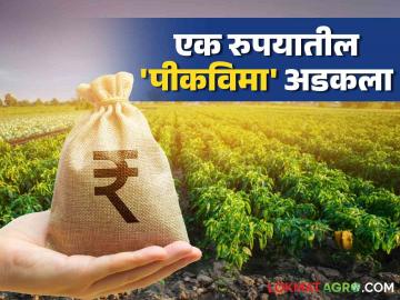 Pik Vima Yojana : एक रुपयात पीकविमा योजना बंद न करता त्यात सुधारणा केली जाणार - Marathi News | Pik Vima Yojana : The crop insurance scheme at one rupee will be improved without being discontinued | Latest News at Lokmat.com