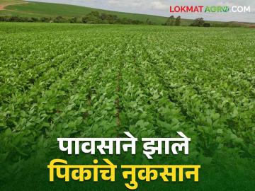 Crop Insurance : शेतकऱ्यांनो! पावसाने पिकांचे नुकसान झाल्यास ७२ तासांमध्येच कळवा विमा कंपनीला - Marathi News | Crop Insurance : Farmers! In case of crop damage due to rain, inform the insurance company within 72 hours | Latest News at Lokmat.com Crop Insurance : शेतकऱ्यांनो! पावसाने पिकांचे नुकसान झाल्यास ७२ तासांमध्येच कळवा विमा कंपनीला - Marathi News | Crop Insurance : Farmers! In case of crop damage due to rain, inform the insurance company within 72 hours | Latest News at Lokmat.com