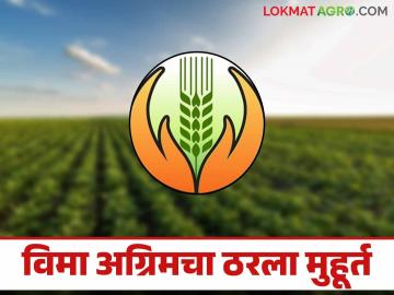 Crop Insurance Advance : शेतकऱ्यांनो 'या' दिवशी मिळणार विमा अग्रिम वाचा सविस्तर - Marathi News | Crop Insurance Advance: Farmers will get insurance advance on 'this' day Read in detail | Latest News at Lokmat.com Crop Insurance Advance : शेतकऱ्यांनो 'या' दिवशी मिळणार विमा अग्रिम वाचा सविस्तर - Marathi News | Crop Insurance Advance: Farmers will get insurance advance on 'this' day Read in detail | Latest News at Lokmat.com