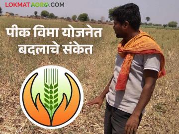Pik Vima Yojana : पीक विमा योजनेत होणार बदल? 'हे' शेतकरीही होणार लाभार्थी, वाचा सविस्तर  - Marathi News | Latest News Pik vIma Yojna changes in crop insurance scheme says agriculture department read in detail | Latest News at Lokmat.com