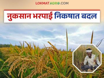 आता पिक विमा योजनेत नुकसान भरपाई मिळणार या निकषांवर; जाणून घ्या सविस्तर - Marathi News | Now, under these criteria, compensation will be provided under the crop insurance scheme; know in detail | Latest News at Lokmat.com