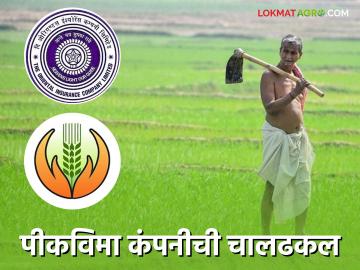 Pik Vima Yojna : पीकविमा कंपनीची चालढकल, 2023 ची नुकसानभरपाई अजूनही शेतकऱ्यांना मिळालेली नाही! - Marathi News | Latest News pik vima yojna 2023 crop insurance compensation still not received to ahmednagar farmers! | Latest News at Lokmat.com Pik Vima Yojna : पीकविमा कंपनीची चालढकल, 2023 ची नुकसानभरपाई अजूनही शेतकऱ्यांना मिळालेली नाही! - Marathi News | Latest News pik vima yojna 2023 crop insurance compensation still not received to ahmednagar farmers! | Latest News at Lokmat.com