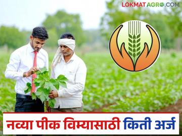 नाशिक जिल्ह्यातुन नव्या पीक विम्यासाठी इतके अर्ज आले, तर मागील किती पैसे मिळाले?  - Marathi News | Latest News pik vima yojana One lakh 62 thousand applications from Nashik district for revised crop insurance scheme | Latest News at Lokmat.com