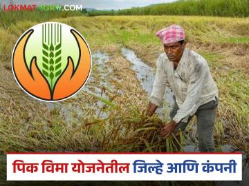 Pik Vima Yojana : नवीन पीक योजनेत 'या' जिल्ह्यांचा समावेश, पहा जिल्हानिहाय विमा कंपनी  - Marathi News | Latest News Pik Vima Yojana These districts included in new crop scheme, see district-wise insurance company | Latest News at Lokmat.com