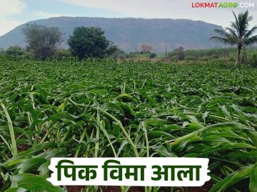 Pik Vima : या जिल्ह्यातील पिक विम्याचे पैसे आले, पुढील आठवड्यात जमा होणार शेतकऱ्यांच्या खात्यावर - Marathi News | Pik Vima: Crop insurance money has arrived in this district, it will be deposited in the farmers' accounts next week | Latest News at Lokmat.com