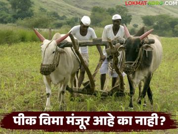 Pik Vima Manjur : तुमचा पीक विमा मंजूर झाला आहे का नाही, दोन मिनिटांत मोबाईलवर कसा पाहायचा?  - Marathi News | Latest News How to check whether your crop insurance has been approved or not on your mobile in two minutes | Latest News at Lokmat.com