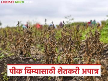 पीकविमा योजनेतील एस-टेक्नॉलॉजीमुळे ५२ हजार शेतकरी विम्यासाठी अपात्र; काय आहे प्रकरण? वाचा सविस्तर