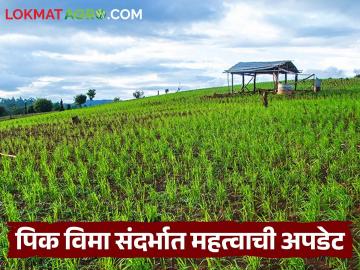 पिक विमा दाव्यांबाबत केंद्रीय कृषी मंत्री अ‍ॅक्शन मोडवर; विमा कंपन्या व अधिकाऱ्यांना दिले कडक निर्देश - Marathi News | Union Agriculture Minister on action mode regarding crop insurance claims; strict instructions given to insurance companies and officials | Latest News at Lokmat.com