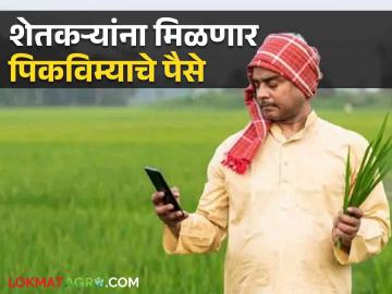 Crop Insurance: नाशिक जिल्ह्यातील शेतकऱ्यांना मिळणार पिकविम्याचे 853 कोटी रुपये; कृषी मंत्र्याची घोषणा - Marathi News | Latest News Pik Vima Yojna Farmers of Nashik district will get Rs 853 crore of crop insurance says dhananjay Munde | Latest News at Lokmat.com