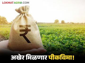 Pik Vima Yojana : विमा कंपनीचा बनाव फसला! परभणीतील शेतकऱ्यांना अखेर मिळणार थकीत पीकविमा - Marathi News | latest news Pik Vima Yojana: Insurance company scam fails! Farmers in Parbhani will finally get outstanding crop insurance | Latest farming-ideas News at Lokmat.com