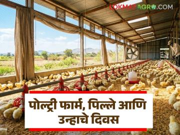 Poultry Chicks Care : नवीन बॅचसाठी पिल्ले आणणे पोल्ट्री फार्मसाठी धोकादायक ठरू शकते, काय आहे कारण?  - Marathi News | Latest news Kukkut Palan Bringing in chicks for new batch can be dangerous for poultry farm | Latest News at Lokmat.com